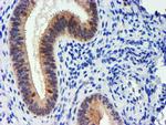 UBXN2B Antibody in Immunohistochemistry (Paraffin) (IHC (P))