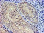 UBXN2B Antibody in Immunohistochemistry (Paraffin) (IHC (P))