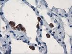 UBXN2B Antibody in Immunohistochemistry (Paraffin) (IHC (P))