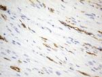 UCHL1 Antibody in Immunohistochemistry (Paraffin) (IHC (P))