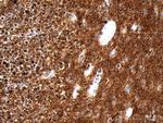 UCHL1 Antibody in Immunohistochemistry (Paraffin) (IHC (P))