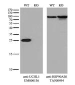 UCHL1 Antibody in Western Blot (WB)