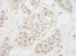 UCKL1 Antibody in Immunohistochemistry (IHC)