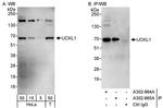 UCKL1 Antibody in Western Blot (WB)