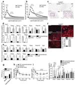 UCP1 Antibody in Immunohistochemistry (IHC)