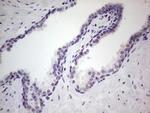 UFD1L Antibody in Immunohistochemistry (Paraffin) (IHC (P))