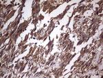 UFD1L Antibody in Immunohistochemistry (Paraffin) (IHC (P))