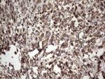 UFD1L Antibody in Immunohistochemistry (Paraffin) (IHC (P))