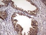 UFD1L Antibody in Immunohistochemistry (Paraffin) (IHC (P))