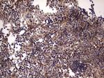 UFD1L Antibody in Immunohistochemistry (Paraffin) (IHC (P))