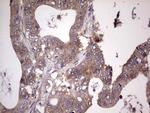 UFD1L Antibody in Immunohistochemistry (Paraffin) (IHC (P))