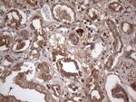 UFD1L Antibody in Immunohistochemistry (Paraffin) (IHC (P))