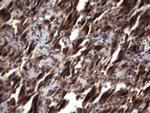 UFD1L Antibody in Immunohistochemistry (Paraffin) (IHC (P))