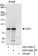 UFL1 Antibody in Immunoprecipitation (IP)