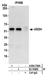 UGDH Antibody in Western Blot (WB)