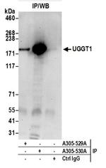 UGGT1 Antibody in Western Blot (WB)