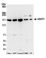 UGGT1 Antibody in Western Blot (WB)