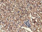 UHMK1 Antibody in Immunohistochemistry (Paraffin) (IHC (P))