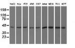 UHMK1 Antibody in Western Blot (WB)