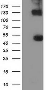 UHMK1 Antibody in Western Blot (WB)