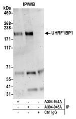 UHRF1BP1L/KIAA0701 Antibody in Immunoprecipitation (IP)