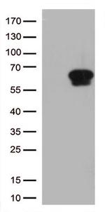 GPA33 Antibody in Western Blot (WB)