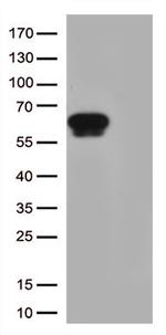 GPA33 Antibody in Western Blot (WB)