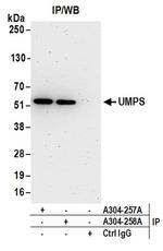 UMPS Antibody in Immunoprecipitation (IP)