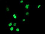 UNG Antibody in Immunocytochemistry (ICC/IF)