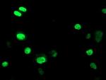 UNG Antibody in Immunocytochemistry (ICC/IF)