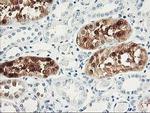 UNG Antibody in Immunohistochemistry (Paraffin) (IHC (P))