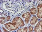 UNG Antibody in Immunohistochemistry (Paraffin) (IHC (P))