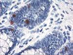 UNG Antibody in Immunohistochemistry (Paraffin) (IHC (P))