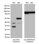 UNG Antibody in Western Blot (WB)