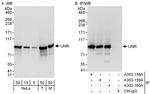 UNR Antibody in Western Blot (WB)