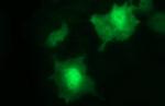 UPRT Antibody in Immunocytochemistry (ICC/IF)