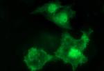 UPRT Antibody in Immunocytochemistry (ICC/IF)