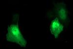 UPRT Antibody in Immunocytochemistry (ICC/IF)