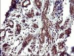 UPRT Antibody in Immunohistochemistry (Paraffin) (IHC (P))