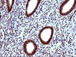 UPRT Antibody in Immunohistochemistry (Paraffin) (IHC (P))