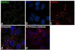 UQCRC1 Antibody in Immunocytochemistry (ICC/IF)