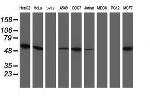 UQCRC1 Antibody in Western Blot (WB)