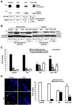 UQCRC1 Antibody in Western Blot (WB)