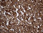 UQCRFS1 Antibody in Immunohistochemistry (Paraffin) (IHC (P))