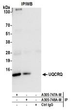 UQCRQ Antibody in Western Blot (WB)