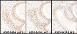 USF2 Antibody in Immunohistochemistry (IHC)