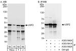 USF2 Antibody in Western Blot (WB)