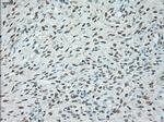 USP13 Antibody in Immunohistochemistry (Paraffin) (IHC (P))