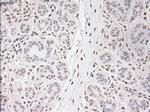 USP13 Antibody in Immunohistochemistry (Paraffin) (IHC (P))