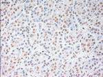 USP13 Antibody in Immunohistochemistry (Paraffin) (IHC (P))